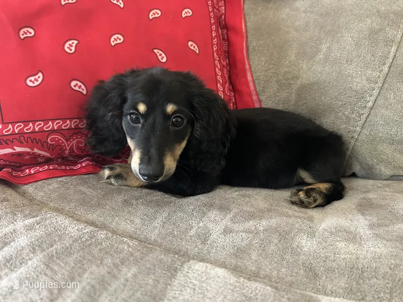 Colt – Miniature Dachshund puppy for sale in Huntington, MA