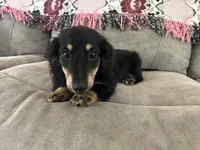 Colt, a male Miniature Dachshund for sale in Huntington, MA – 2 of 7