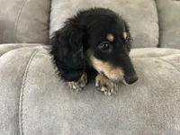 Colt, a male Miniature Dachshund for sale in Huntington, MA – 3 of 7