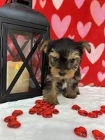 Peanut AKC, a male Yorkshire Terrier for sale in Huntington, MA – Photo 2 of 4