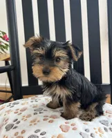 Peanut AKC, a male Yorkshire Terrier for sale in Huntington, MA – Photo 3 of 7