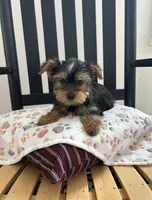 Peanut AKC, a male Yorkshire Terrier for sale in Huntington, MA – Photo 4 of 7