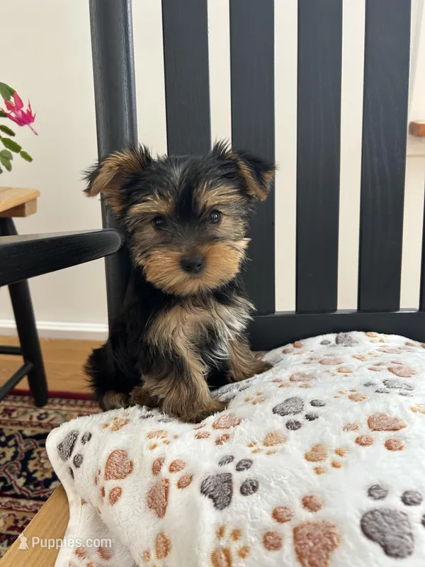 Peanut AKC – Yorkshire Terrier puppy for sale in Huntington, MA