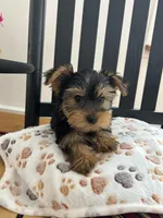 Peanut AKC, a male Yorkshire Terrier for sale in Huntington, MA – Photo 1 of 7
