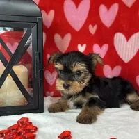Peanut AKC, a male Yorkshire Terrier for sale in Huntington, MA – Photo 5 of 7