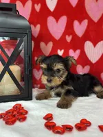 Peanut AKC, a male Yorkshire Terrier for sale in Huntington, MA – Photo 1 of 4