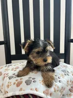 Peanut AKC, a male Yorkshire Terrier for sale in Huntington, MA – Photo 6 of 7