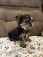 Peanut AKC, a male Yorkshire Terrier for sale in Huntington, MA – Photo 7 of 7