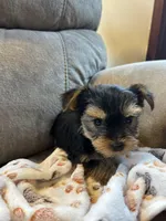 Peanut AKC, a male Yorkshire Terrier for sale in Huntington, MA – Photo 4 of 4