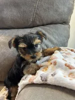 Peanut AKC, a male Yorkshire Terrier for sale in Huntington, MA – Photo 3 of 4