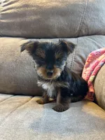 Daisy AKC, a female Yorkshire Terrier for sale in Huntington, MA – Photo 3 of 3