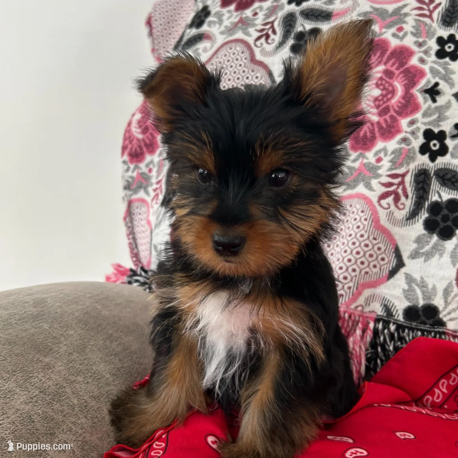Daisy AKC – Yorkshire Terrier puppy for sale in Huntington, MA