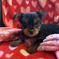 Daisy AKC, a female Yorkshire Terrier for sale in Huntington, MA – Photo 4 of 6