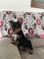 Daisy AKC, a female Yorkshire Terrier for sale in Huntington, MA – Photo 5 of 6