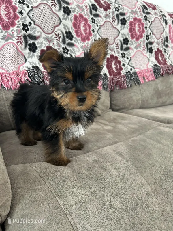 Daisy AKC – Yorkshire Terrier puppy for sale in Huntington, MA