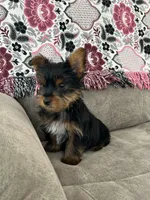 Daisy AKC, a female Yorkshire Terrier for sale in Huntington, MA – Photo 6 of 6