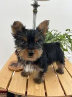 Daisy AKC, a female Yorkshire Terrier for sale in Huntington, MA – Photo 3 of 6