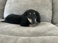 Colt, a male Miniature Dachshund for sale in Huntington, MA – 5 of 7