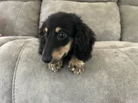 Colt, a male Miniature Dachshund for sale in Huntington, MA – 4 of 7