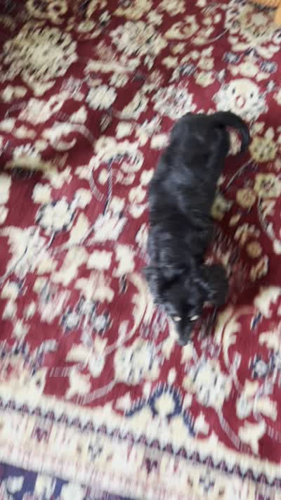Colt, a male Miniature Dachshund for sale in Huntington, MA – 7 of 7