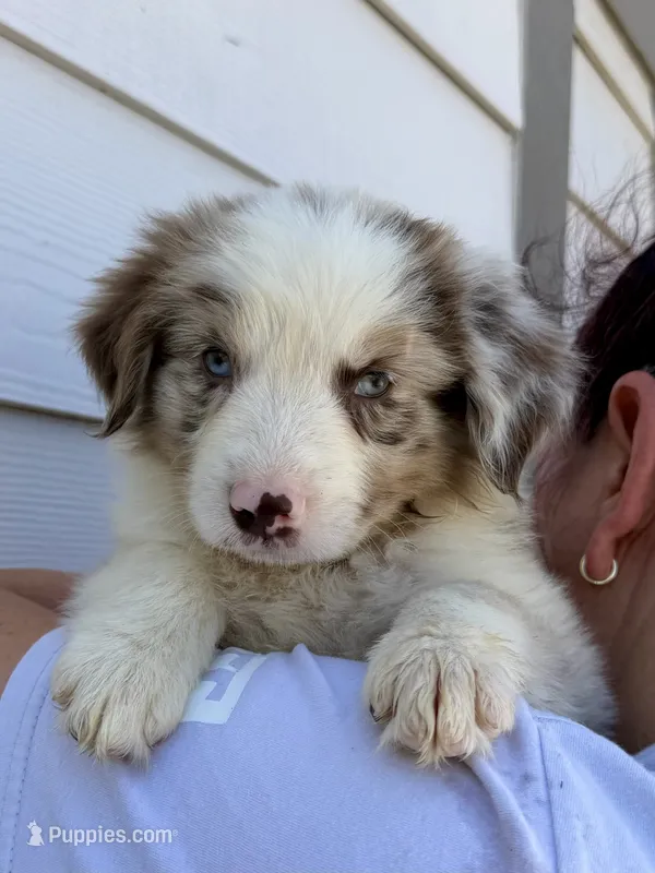sammie – Australian Shepherd puppy for sale in Palmdale, CA