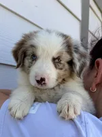 sammie, a female Australian Shepherd for sale in Palmdale, CA – 1 of 1