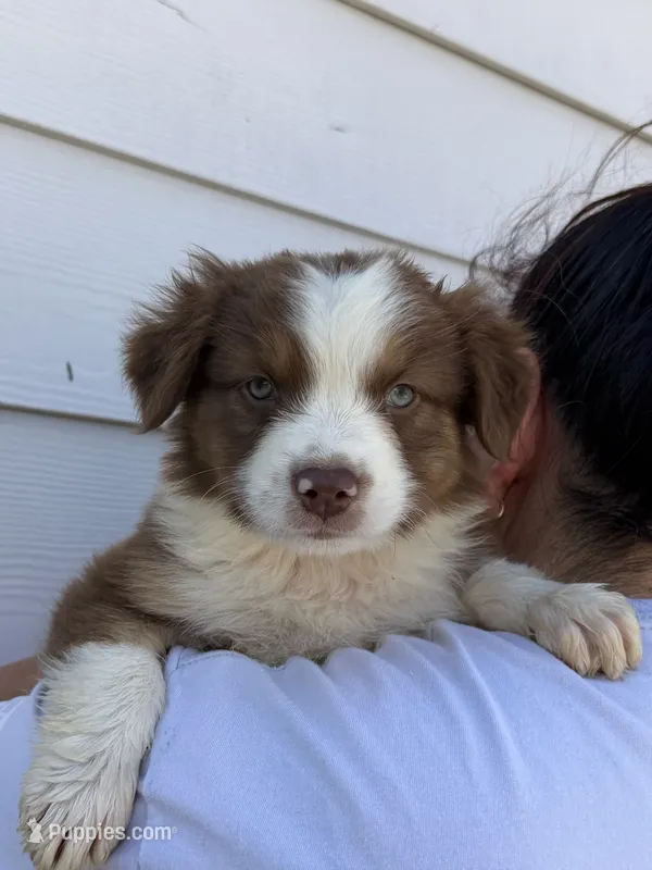 Daisy – Australian Shepherd puppy for sale in Palmdale, CA