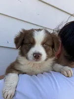 Daisy, a female Australian Shepherd for sale in Palmdale, CA – 1 of 1