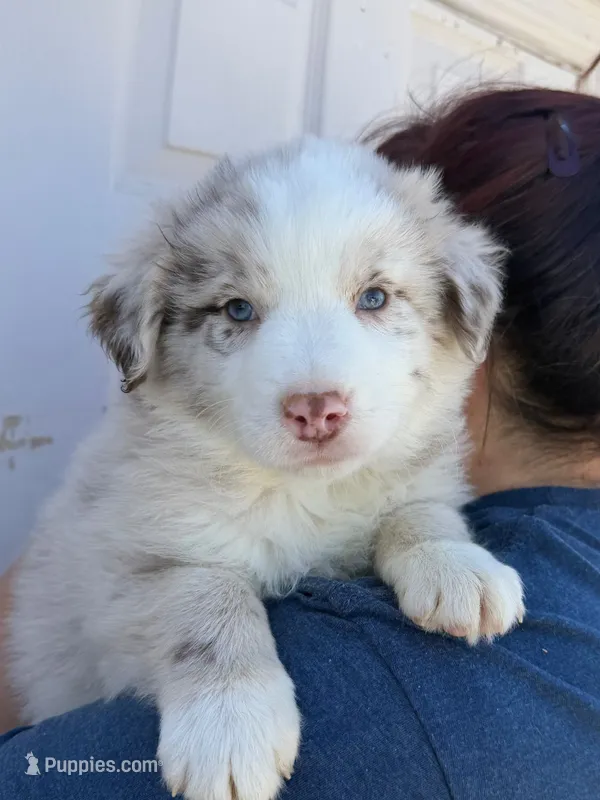 Prince  – Australian Shepherd puppy for sale in Palmdale, CA