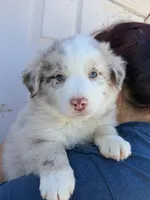 Prince , a male Australian Shepherd for sale in Palmdale, CA – 1 of 2