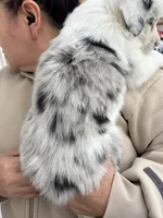 Chanel, a female Australian Shepherd for sale in Palmdale, CA – 2 of 2