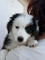 Niña , a female Australian Shepherd for sale in Palmdale, CA – 1 of 2