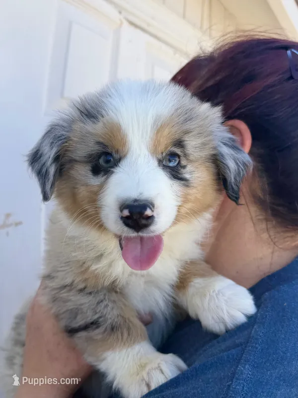 Lily – Australian Shepherd puppy for sale in Palmdale, CA
