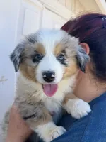 Lily, a female Australian Shepherd for sale in Palmdale, CA – 1 of 1