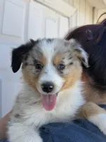 Honey, a female Australian Shepherd for sale in Palmdale, CA – 1 of 1