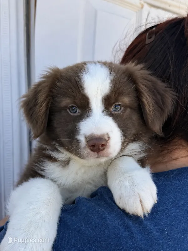 Honey – Australian Shepherd puppy for sale in Palmdale, CA