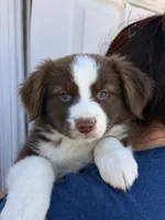 Honey, a female Australian Shepherd for sale in Palmdale, CA – 1 of 1
