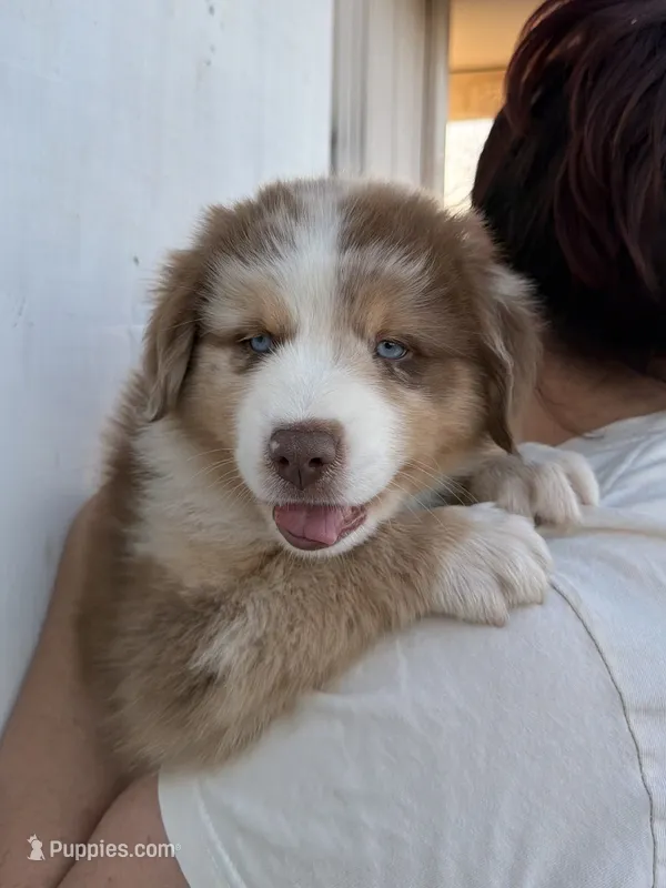 Teddy – Australian Shepherd puppy for sale in Palmdale, CA