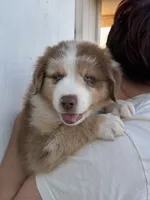 Teddy, a male Australian Shepherd for sale in Palmdale, CA – 1 of 2
