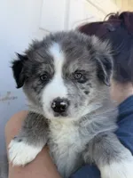 Boss, a male Australian Shepherd for sale in Palmdale, CA – 2 of 2
