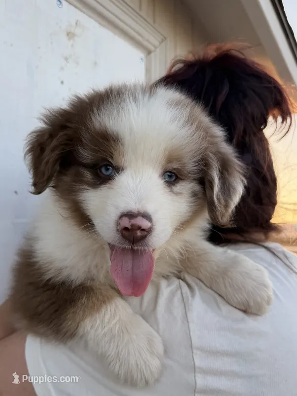 Bear – Australian Shepherd puppy for sale in Palmdale, CA