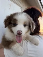 Bear, a male Australian Shepherd for sale in Palmdale, CA – 1 of 2