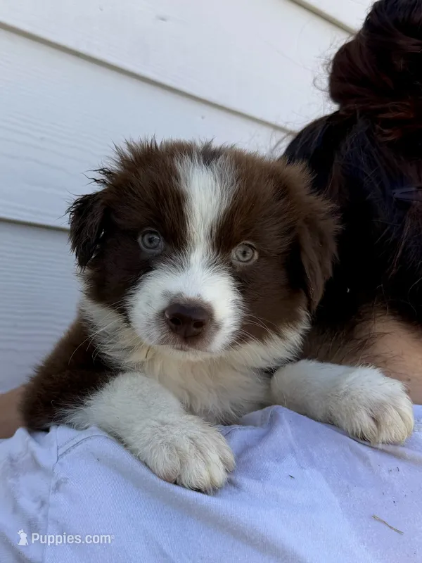 luna – Australian Shepherd puppy for sale in Palmdale, CA