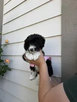 Ari, a female Australian Shepherd and Maltipoo for sale in Palmdale, CA – Photo 2 of 2