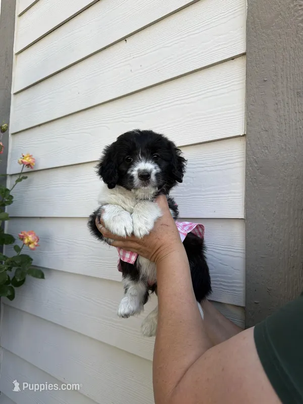 Ari, a female Australian Shepherd and Maltipoo for sale in Palmdale, CA – Photo 1 of 2