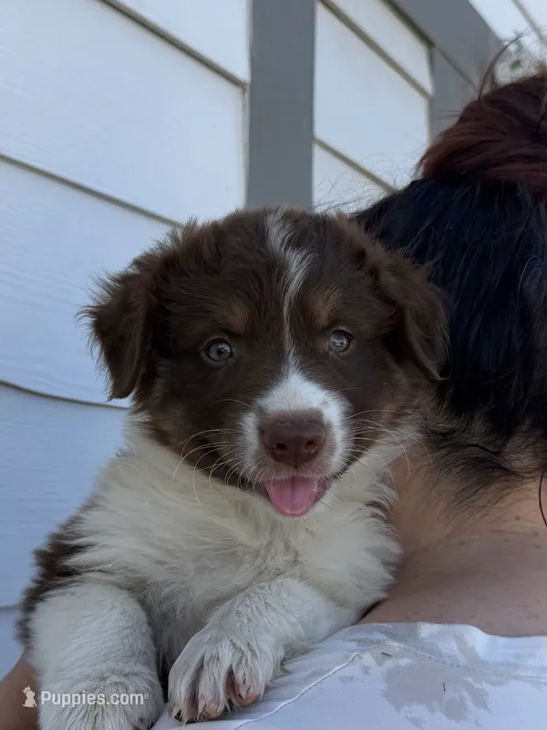 Milo – Australian Shepherd puppy for sale in Palmdale, CA