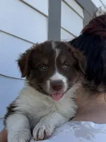 Milo, a male Australian Shepherd for sale in Palmdale, CA – 1 of 1