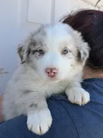Prince , a male Australian Shepherd for sale in Palmdale, CA – 2 of 2