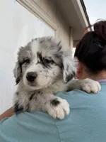 Daisy, a female Australian Shepherd for sale in Palmdale, CA – 2 of 3