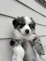 Star, a female Australian Shepherd for sale in Palmdale, CA – 2 of 2